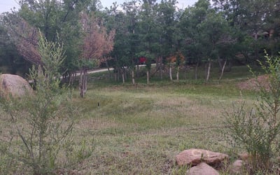 Photo of Nancy C.'s yard after getting landscaping in Elbert, CO