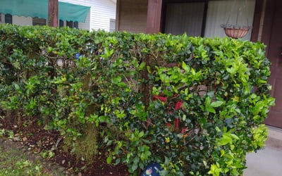 Photo of Sandra M.'s yard after getting landscaping in Clarcona, FL