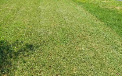 Photo of Shailesh N.'s yard after getting landscaping in Morrisville, NC