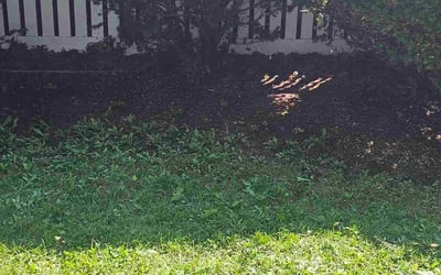 Photo of Archie D.'s yard after getting tree care in Milwaukee, WI