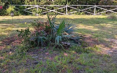 Photo of LaToya J.'s yard after getting tree care in Goose Creek, SC