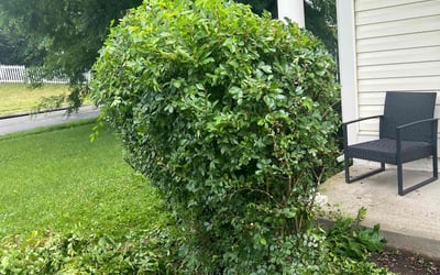 Photo of Justin M.'s yard after getting landscaping in Dumfries, VA