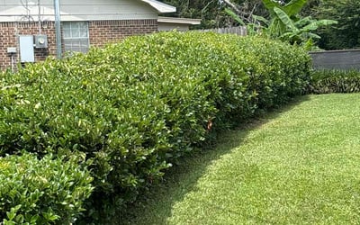 Photo of Heather B.'s yard after getting landscaping in Saraland, AL
