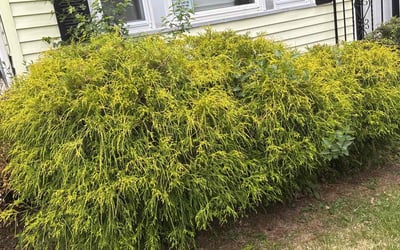 Photo of Kevin P.'s yard after getting landscaping in Providence, RI