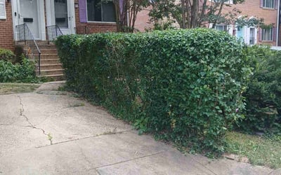 Photo of Robbin A.'s yard after getting tree care in Derwood, MD