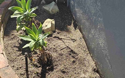 Photo of Kendra M.'s yard after getting landscaping in Torrance, CA