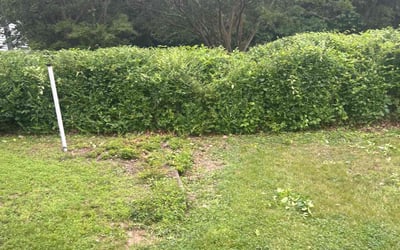 Photo of Dan H.'s yard after getting landscaping in Hockessin, DE