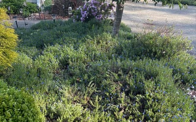 Photo of Susie G.'s yard after getting landscaping in Buckley, WA