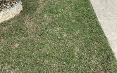 Photo of Christopher A.'s yard after getting landscaping in Cedar Creek, TX