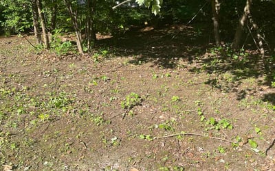 Photo of Mary D.'s yard after getting landscaping in Charlton, MA