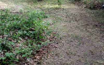 Photo of Mary C.'s yard after getting landscaping in Rockford, MI