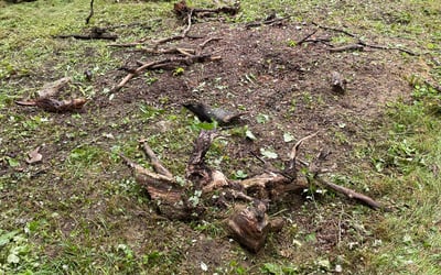 Photo of David G.'s yard after getting landscaping in Webster, NY
