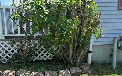 Photo of Mary M.'s yard after getting landscaping in Buffalo, NY