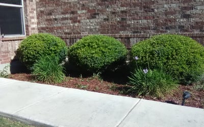 Photo of Alex J.'s yard after getting landscaping in Bandera, TX