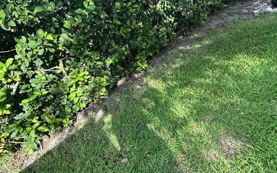 Photo of Angela B.'s yard after getting landscaping in Clearwater, FL