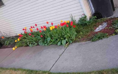 Photo of Shiela W.'s yard after getting landscaping in Cheney, WA