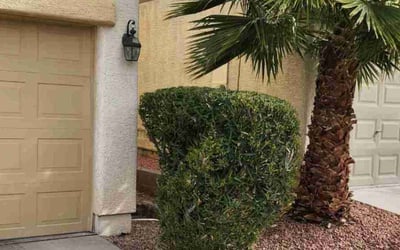Photo of Elizabeth R.'s yard after getting tree care in Henderson, NV