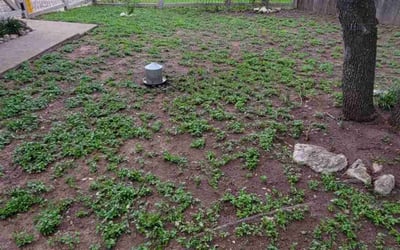 Photo of Eric F.'s yard after getting landscaping in Staples, TX