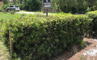 Photo of Stephanie C.'s yard after getting landscaping in Alturas, FL
