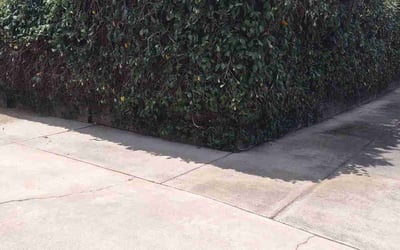 Photo of Rachel P.'s yard after getting landscaping in Modesto, CA