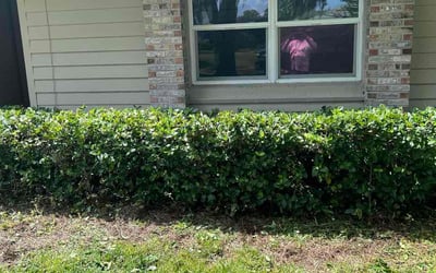 Photo of Lauren R.'s yard after getting landscaping in Windermere, FL