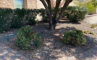 Photo of Linda S.'s yard after getting landscaping in Casa Grande, AZ