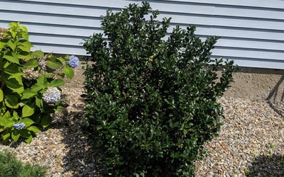 Photo of John S.'s yard after getting landscaping in Portland, CT