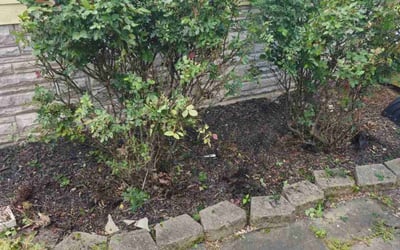 Photo of Ron B.'s yard after getting tree care in Oakton, VA