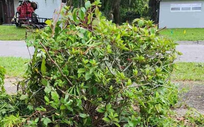 Photo of Cheryl S.'s yard after getting landscaping in Alachua, FL