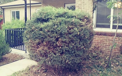 Photo of Julie L.'s yard after getting landscaping in Shawnee, CO