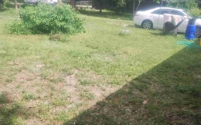 Photo of Lucille W.'s yard after getting landscaping in West Palm Beach, FL