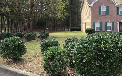 Photo of Brandon C.'s yard after getting landscaping in Orchard Hill, GA