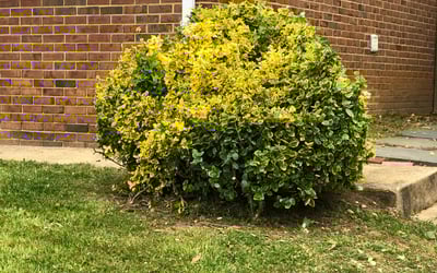 Photo of Bill W.'s yard after getting landscaping in Boyce, VA