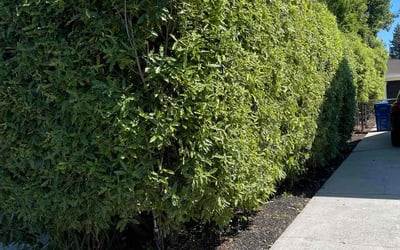 Photo of Pamela A.'s yard after getting lawn care in Campbell, CA