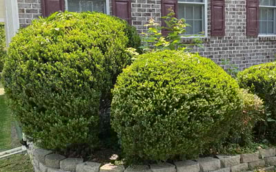 Photo of Mildred G.'s yard after getting landscaping in Doswell, VA