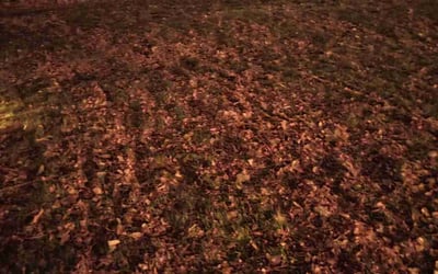 Photo of Eric T.'s yard after getting landscaping in Lake George, CO
