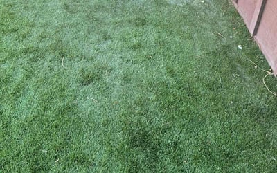 Photo of Jim K.'s yard after getting landscaping in Laughlin, NV