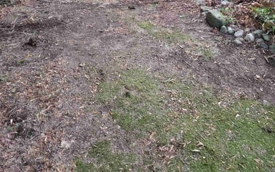 Photo of Carol S.'s yard after getting landscaping in Skykomish, WA