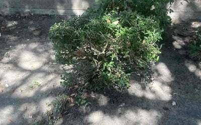 Photo of Lisa D.'s yard after getting tree care in Dickinson, TX