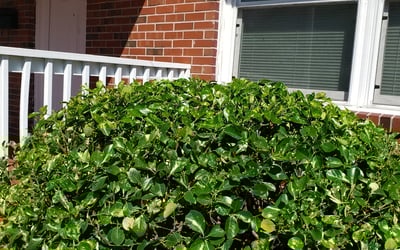 Photo of Miyoshi B.'s yard after getting tree care in Newport News, VA