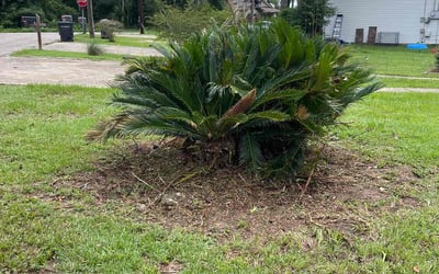 Photo of David k.'s yard after getting landscaping in Tallahassee, FL