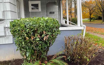 Photo of Angel G.'s yard after getting tree care in Vancouver, WA