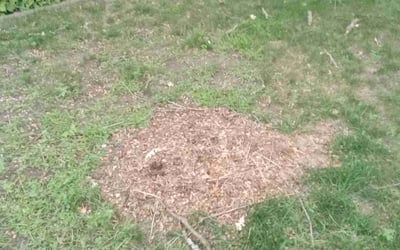Photo of William R.'s yard after getting landscaping in Isle, MN