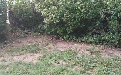 Photo of Terry L.'s yard after getting tree care in Covington, KY