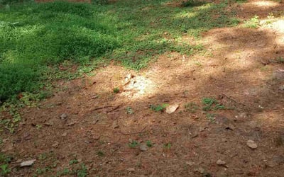 Photo of Terrence A.'s yard after getting landscaping in Hopewell, VA