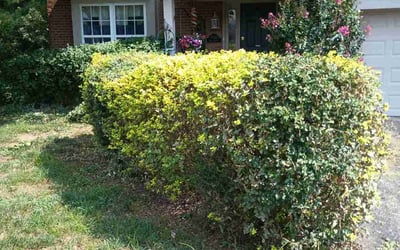 Photo of Brandon A.'s yard after getting landscaping in Silver Grove, KY