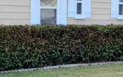 Photo of Kathy S.'s yard after getting landscaping in Immokalee, FL