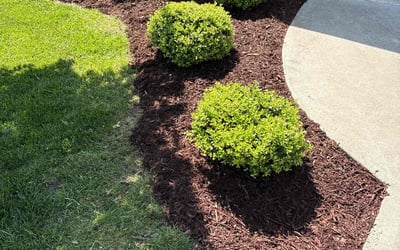 Photo of Matthew C.'s yard after getting landscaping in Asheville, NC