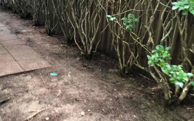 Photo of Ryan S.'s yard after getting landscaping in Leesville, SC