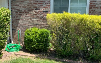 Photo of Mary S.'s yard after getting landscaping in Foresthill, CA